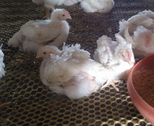 �A(y��)���ί��ټ�θ�׵���Чˎ---�����c��